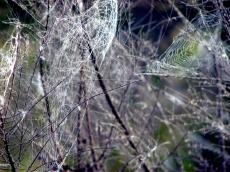 Spider's web - Sydney