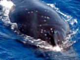 Humpback whale - off Fraser Island