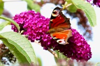 Peacock butterfly, Longniddry, nr Edinburgh