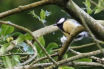 Great tit, Leigh Woods, nr Bristol