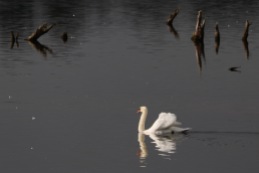 Mute Swan, Shapwick Heath, Somerset