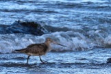 Bar-tailed godwit, Longniddry beach, East Lothian