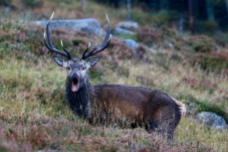 Red deer, Loch Muick