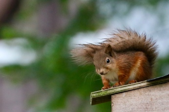 Red squirrel, Loch Muick